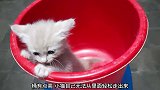 猫掉进桶里出不去，这是做错什么了，才会被关禁闭