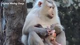 新生儿拉稀，猴妈帮着清理，世上只有妈妈好