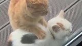 在大橘甜言蜜语下，花猫逐渐丧失了自我！
