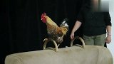 旅游-150619-英国一公司拍摄“帅公鸡月历”助母鸡生出质量较优良的蛋