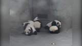 熊猫宝宝：幼儿园放学啦！请排好队哈