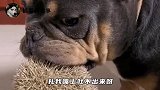这是什么仇什么怨啊，跟刺猬干起来了