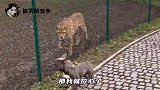 这是什么仇什么怨啊，跟刺猬干起来了