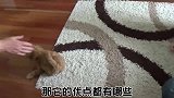 萌宠一家亲：盘点热门宠物狗贵宾犬的优点！这些你了解哪些