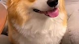 柯基看着碗里得红烧肉馋的流口水