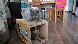 两只猫打架对峙，敌动我再动，看谁先沉不住气！