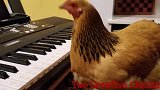 大千世界真是无奇不有，连鸡都会弹钢琴了，网友：我连鸡都不如