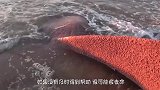海滩上演感人一幕，鲸鱼妈妈要搁浅，小鲸鱼用尽全力救它回去