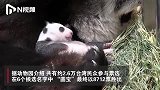 大陆赠台大熊猫二胎取名“圆宝”，熊猫爸妈庆祝16岁生日