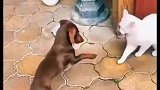 狗子找猫咪屡战屡败，屡败屡战意志力真坚强