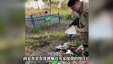 190元榴莲遭仅退款，商家花费5000元驱车1600公里到买家住处翻垃圾桶：有包装袋没榴莲