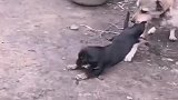 狗子：妈妈放开我，我要出去玩！
