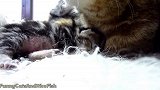 毛毯上的猫咪们，小奶猫睡着的样子，真可爱！