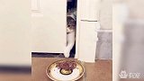 几只蠢猫为一口猫粮挤破头！