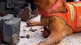搜救犬连续工作40小时，累倒在地让网友破防