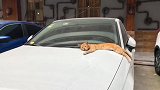 猫：我就睡会儿觉咋了，又不是你的车！