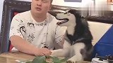 哈士奇听主人唱歌，当唱到高潮部分时，二哈的反应，笑死人不偿命