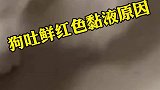 狗狗吐鲜红色的黏液是什么原因