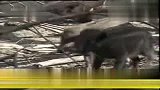 英国批准人兽杂交胚胎治疗心脏病 倍受争议