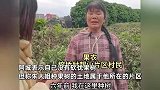 300余棵果树被人一夜之间砍光，果农站园子里崩溃痛哭：疑隔壁片区村民所为