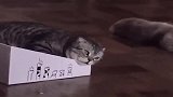 当一只母猫遇到一只绝育公猫,那场面真是辣眼睛啊