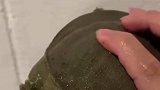 它咬对方头的时候，对方痛还是自己痛