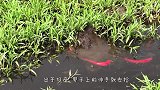 河中发现一根“红丝带”，小伙伸手就去捡，谁料竟是一条毒王！