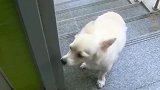 动物的感情永远比人的感情来的更真挚