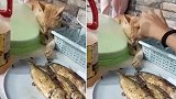 菲律宾：一猫咪趴桌子上假装睡觉，伺机偷炸鱼