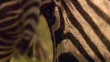 猎豹攻击斑马，不料被斑马群疯狂反击，真是没想到