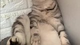 猫小花为啥不理我了，我又没做错啥！