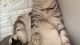 猫：小花为啥不理我了，我又没做错啥！