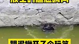 放生的尴尬瞬间，这放了个寂寞