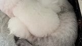 偷拍睡觉的猫，猫狗双全这么和谐小可爱们