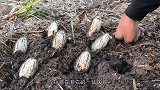 男子用一瓶神奇的油抓鱼，全程烟雾缭绕，这鱼还能吃吗？