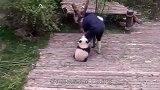 大熊猫第一次见自己的儿子，一脸的紧张，镜头记录全过程