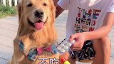 蛋黄不肯吃药，看主人做了什么举动令它改变了主意，你们忍住别笑