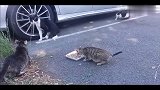 猫爸爸保护自己的孩子吃东西，感受到了喵星人的父爱如山