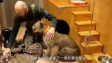坐船出海的大猫，一脸蒙圈：我对鱼不感兴趣