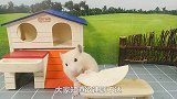 如何慢慢与小仓鼠亲近，欲速则不达，要慢慢来哦