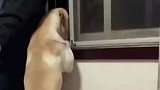 狗狗和主人跑到窗边“吃瓜”