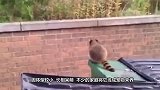 浣熊闯入民宅，进屋对着猫咪一顿撸，镜头拍下搞笑瞬间