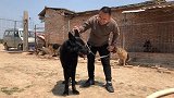 欣赏下哥哥新引进的德牧犬，全身乌黑没一丝杂毛，这长相真绝了