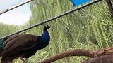 提前发布了，小可爱们早点看完