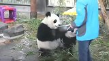 大熊猫：两脚兽，赶紧的，喂我吃，劳资饿的不行了