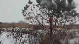 玩雪的大猫，一脸开心：就是有点冻脚