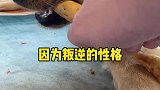 没想到田园犬小黑来到城市生活的第一天就被拒绝
