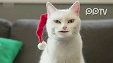 娱乐播报-20111221-爆笑怪猫唱响圣诞歌