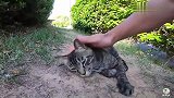 路边遇到一只狸花猫，二话不说拿出工具就盘它，舒服到翻肚皮