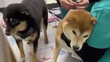 “戏精”狗子一秒入戏